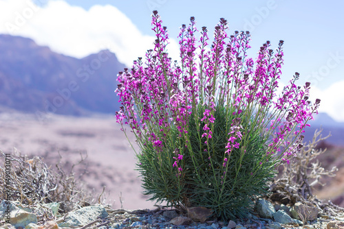 Lavender Blue Spear or lavender canariensis flowers in Teide national park. 