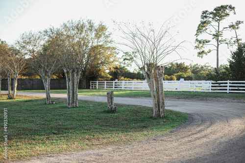 trees in a farm in central Florida at sunset  photo