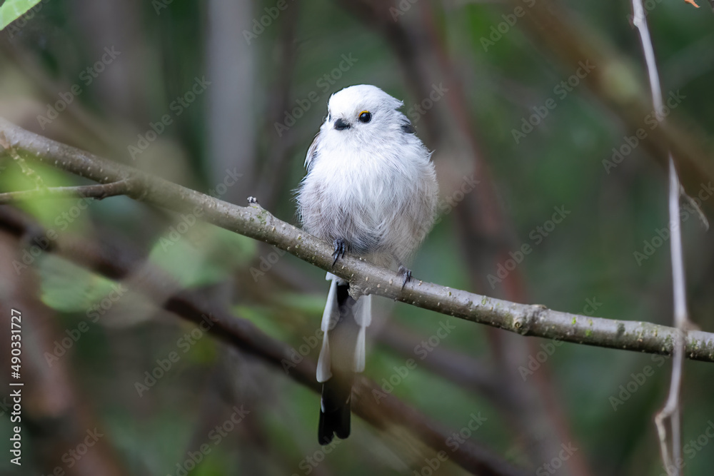 Obraz premium White bird