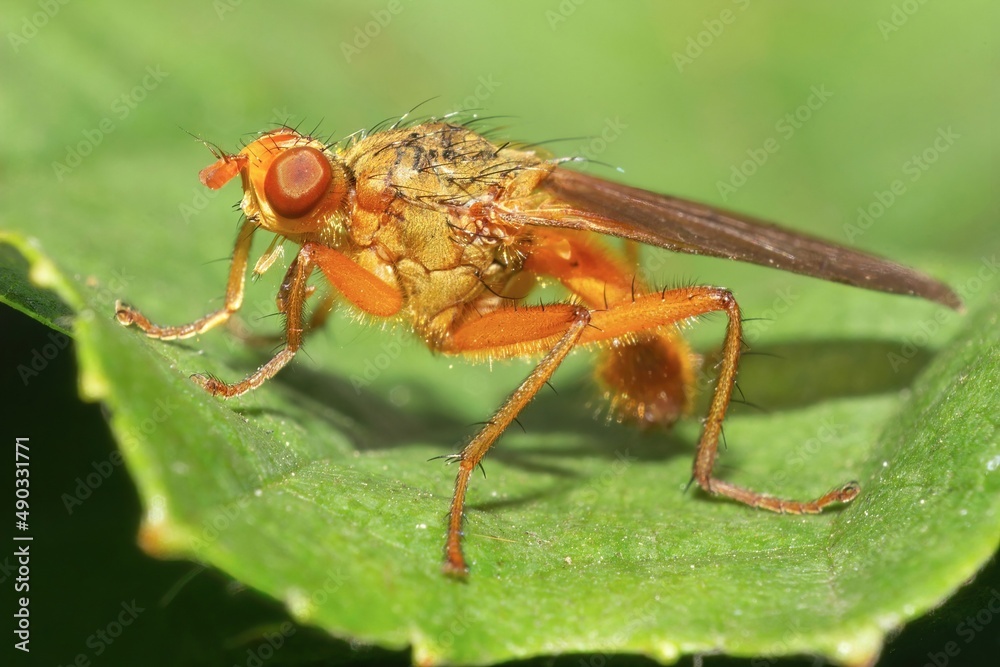 Fly on leaf Fly on leaf
