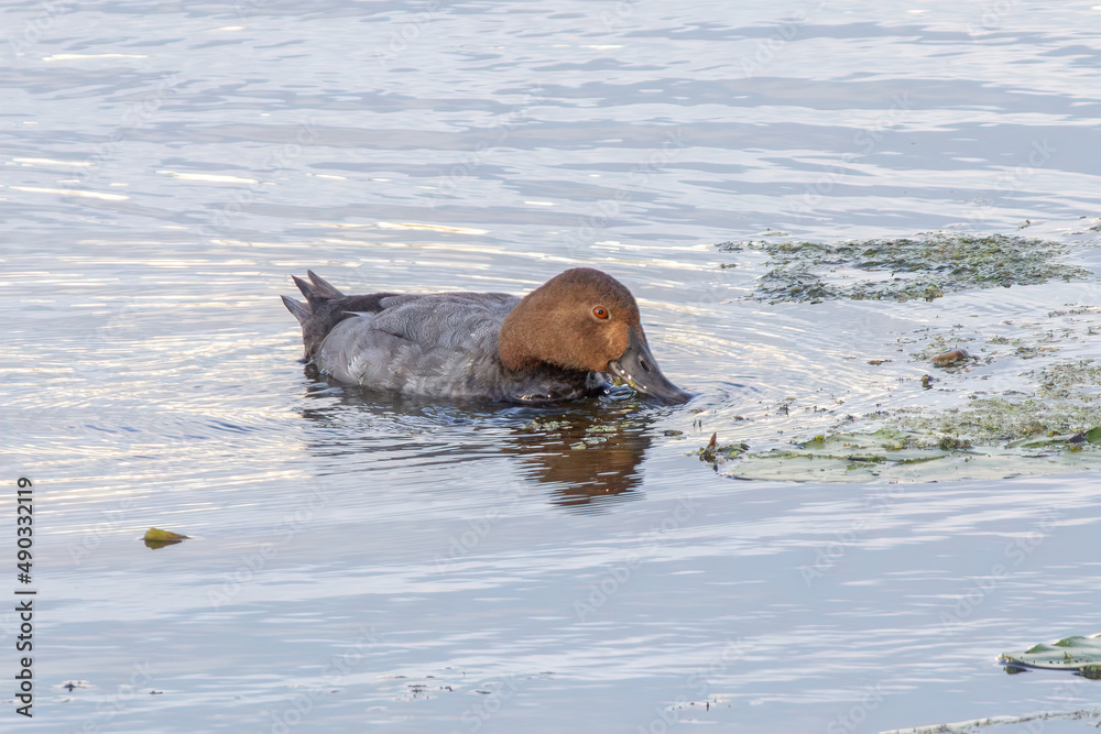 Fototapeta premium Water bird