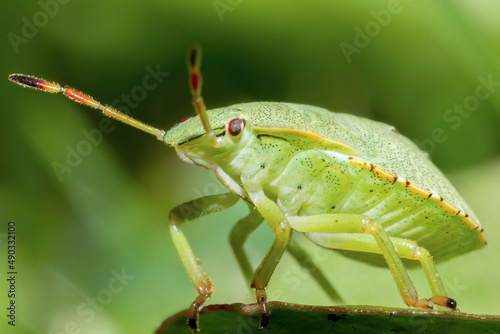 Green little insect