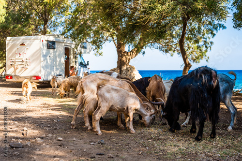 Family traveling with motorhome are eating breakfast on a beach among goats. photo