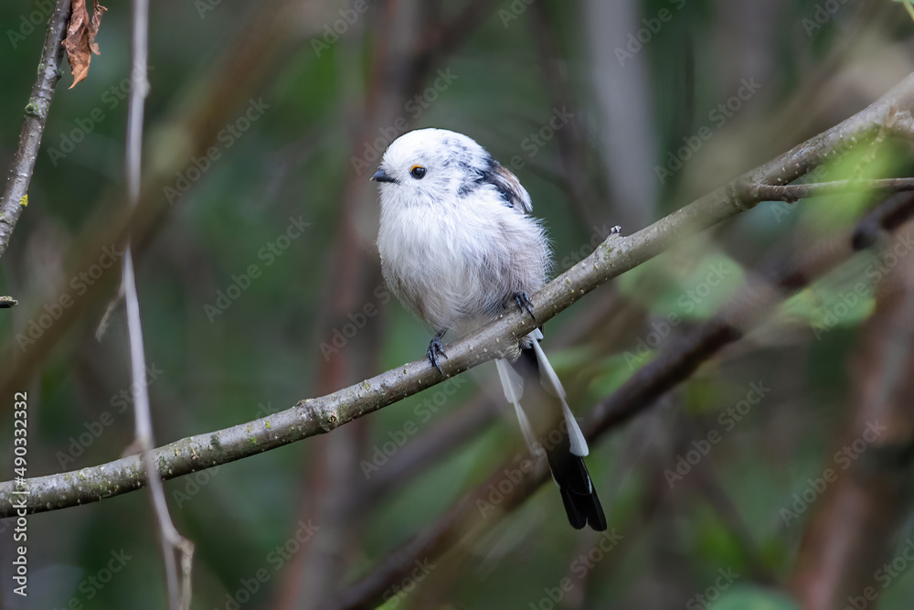 Fototapeta premium White bird