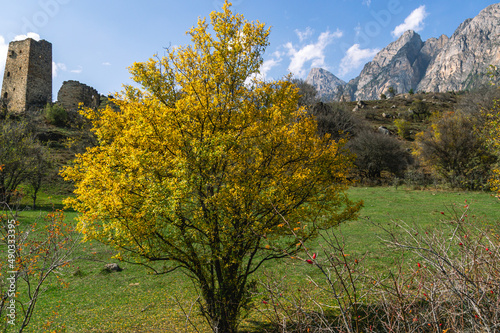 Fototapeta Naklejka Na Ścianę i Meble -  A tree with yellowed leaves and rosehip bushes on the background of mountains. Autumn landscape in the mountains. Red rosehip fruits in the highlands.