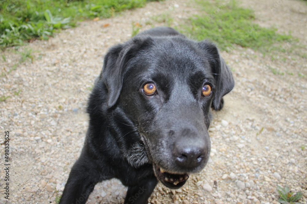 Der Hund legt sich in die Sonne. Gelbe Augen. Schwarzes, kurzes, glänzendes Haar. Ohren groß und weich. Nase groß, schwarz und feucht. Der beste Freund des Menschen. Schwarzer Labrador Retriever Der Hund legt sich in die Sonne. Gelbe Augen. Schwarzes, kurzes, glänzendes Haar. Ohren groß und weich. Nase groß, schwarz und feucht. Der beste Freund des Menschen. Schwarzer Labrador Retriever