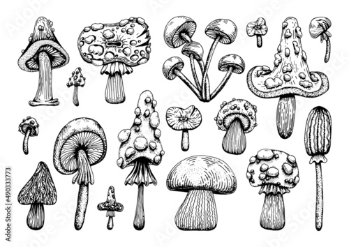 Set of poisonous mushrooms. Amanita muscaria, sketch style grebe. Deadly fly agaric. Dangerous forest mushroom. Black and white line art hand drawn vector. Psychedelic fungus.