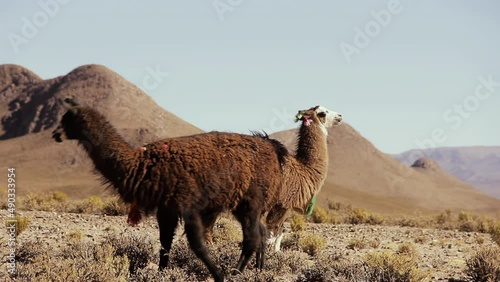 Two Llamas in the Argentine Altiplano (Highlands), near Salinas Grandes Salt Flats, Jujuy province, Argentina, South America. 4K Resolution. photo