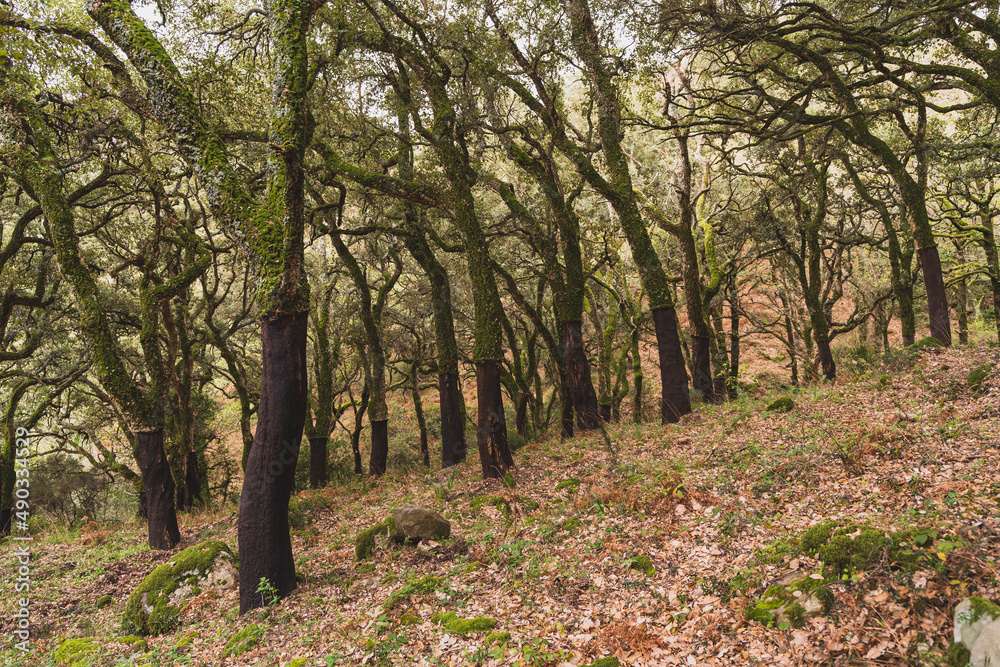 Bosque,conjuntos de arboles con musgo muy verde en camino hacia pico de montaña