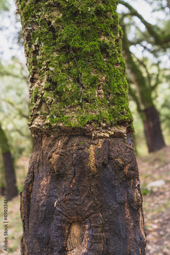 Árbol con la corteza cortado en un bosque verde en el pico del aljibe Árbol con la corteza cortado en un bosque verde en el pico del aljibe