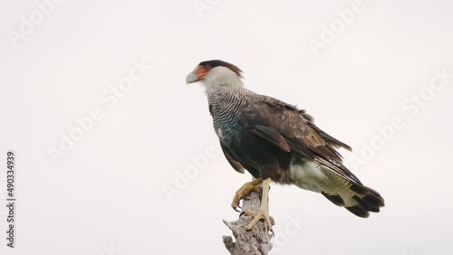 Wildlife profile close up shot of a southern crested caracara, caracara plancus standing on top of the dead tree against white background on a windy day, scavenging for potential preys in the wild. photo