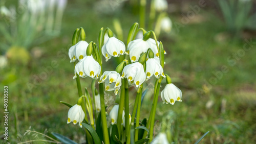 Beautiful background of blooming fresh green spring meadow landscape, with spring knot flowers (Leucojum vernum), illuminated by the morning sun
