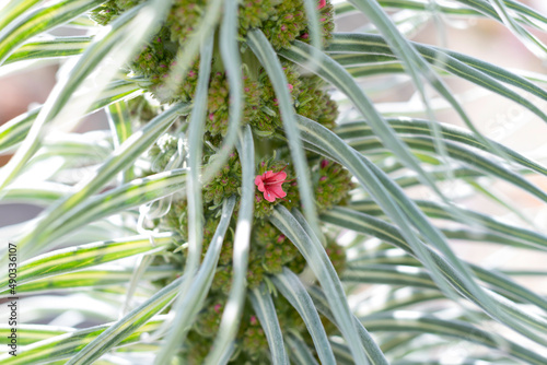 Beginning of Tajinaste flowering (Echium Wildpretii) on Teide mountain on spring