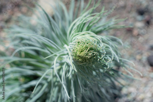 Beginning of Tajinaste flowering (Echium Wildpretii) on Teide mountain on spring