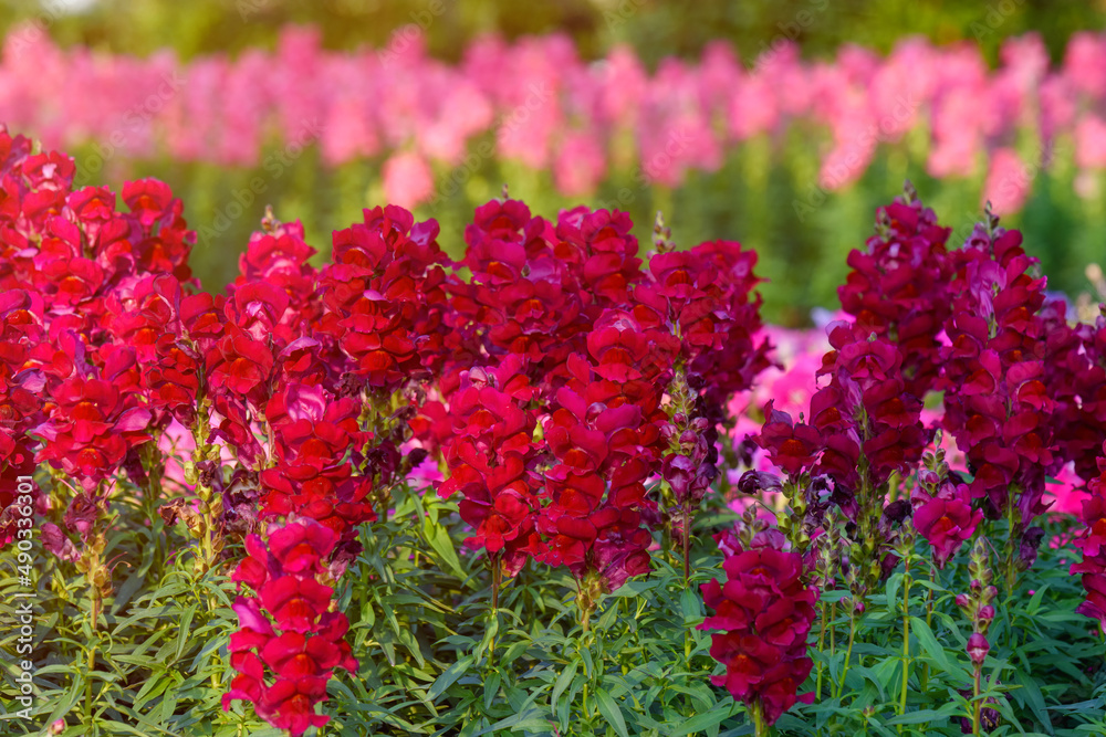 Obraz premium Antirrhinum majus dragon flower also known as Snap Dragons and Tagetes patula is blooming in the garden.