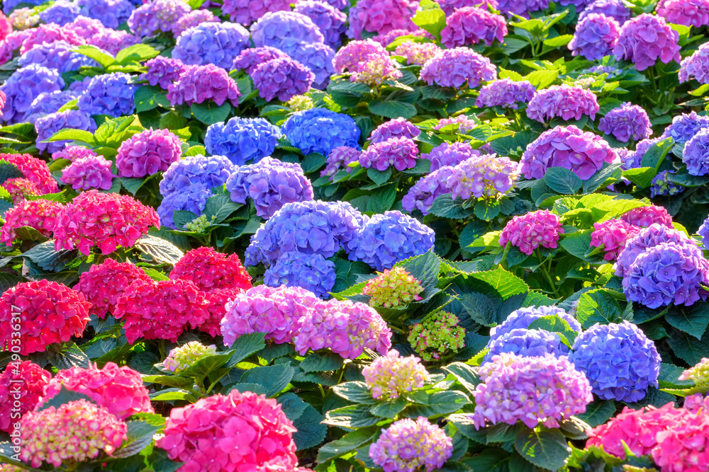 Blooming Hydrangeas flowers in the garden