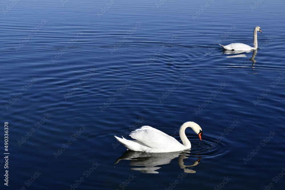 The mute swan lulls itself into the calm waters of the lake The mute swan lulls itself into the calm waters of the lake
