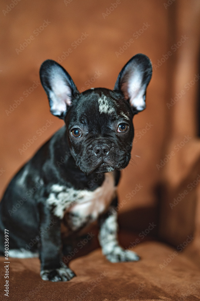 black and white french bulldog puppy on a brown leather chair