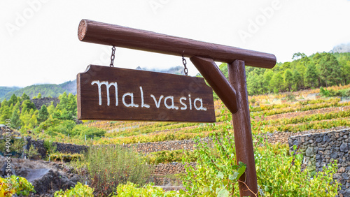 Malvasia  poster on vineyards land in the mountains. Malvasia is  wine grape varieties  typical Mediterranean region, Balearic and Canary Islands photo