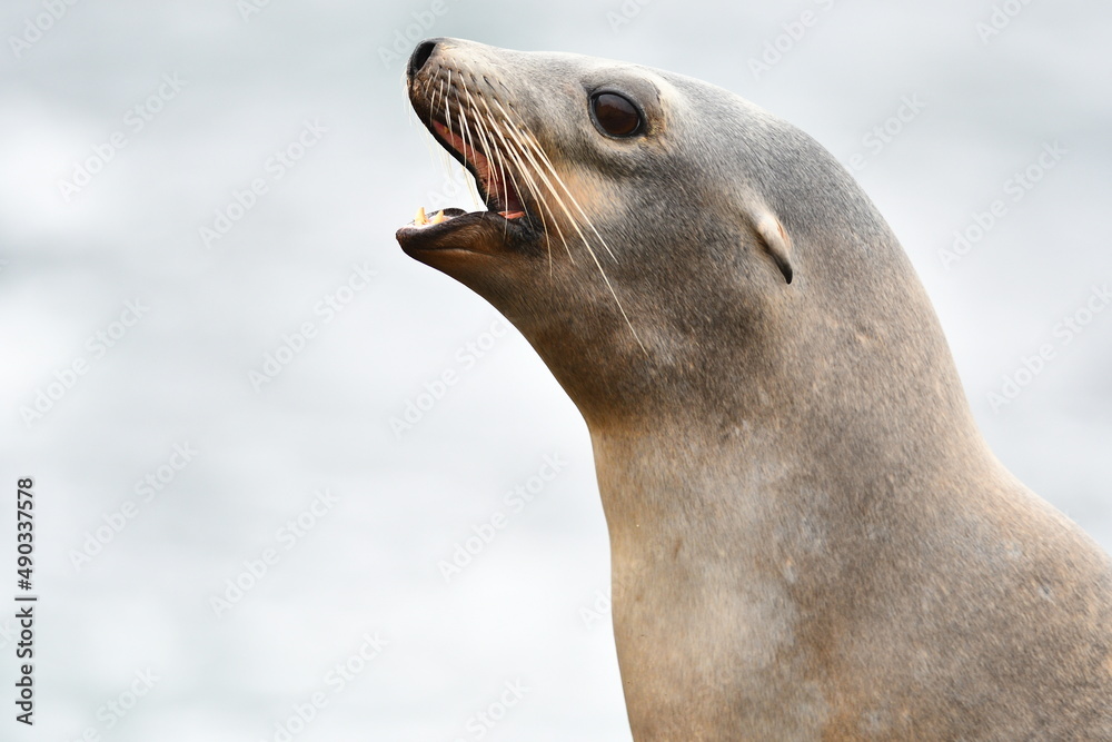 Fototapeta premium La Jolla California