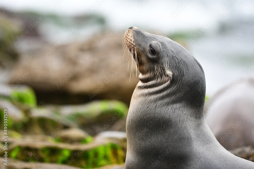 Fototapeta premium La Jolla California