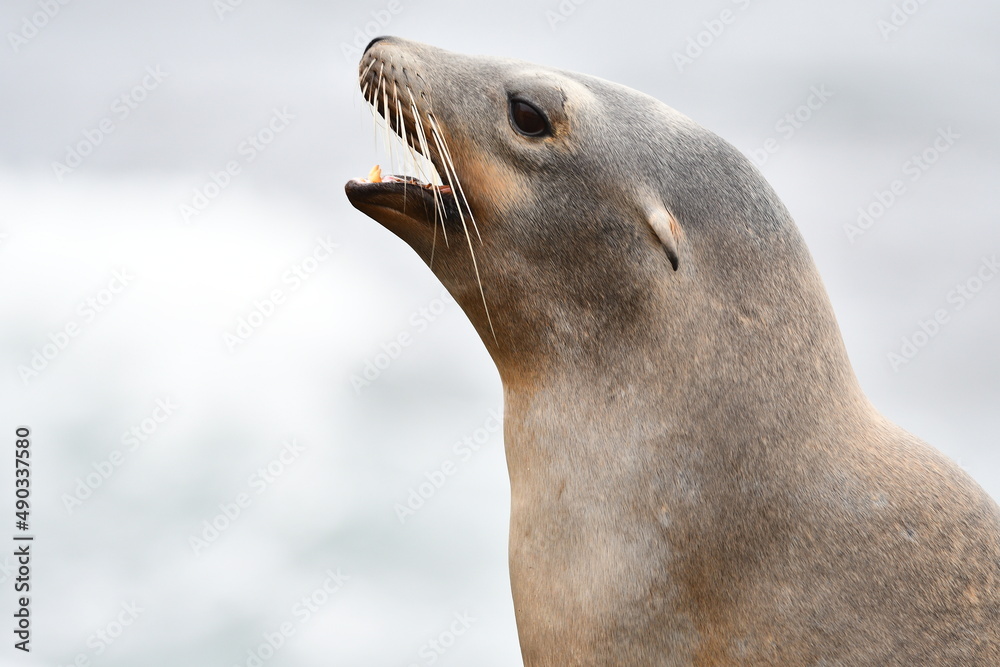 Naklejka premium La Jolla California