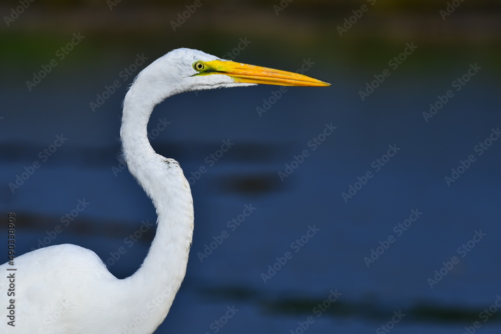 great egret great egret