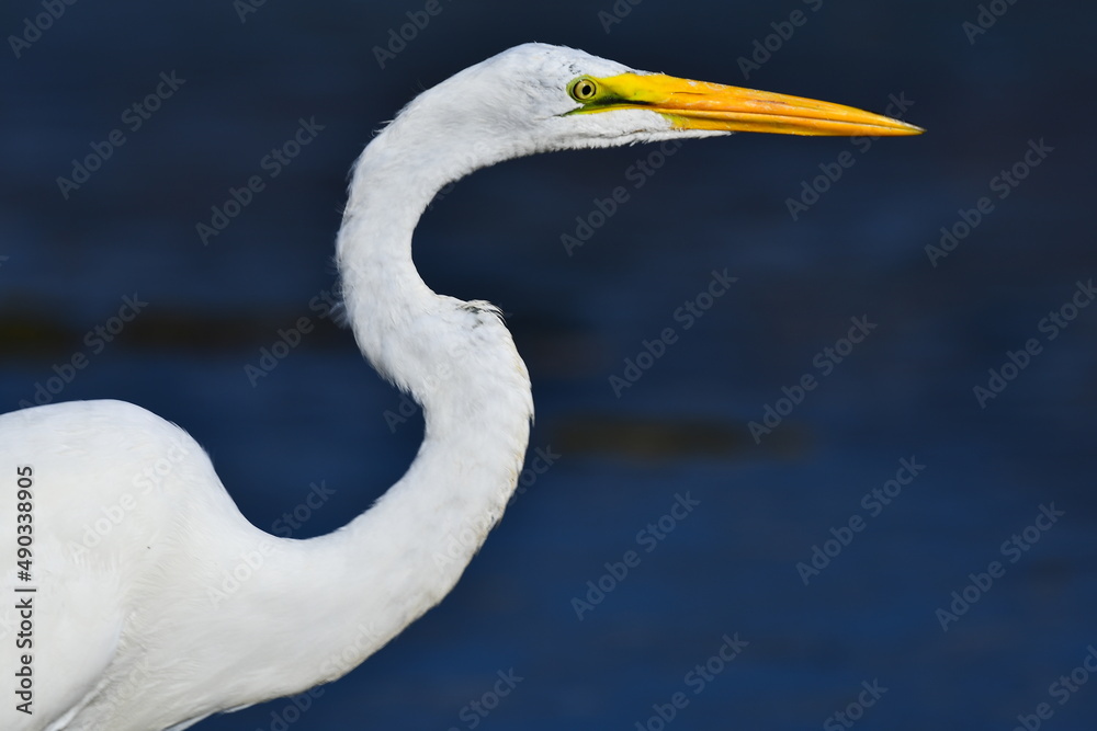 great egret great egret