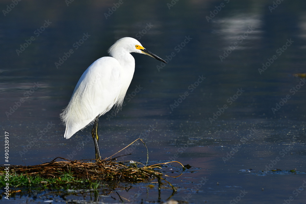 Snowy egret Snowy egret