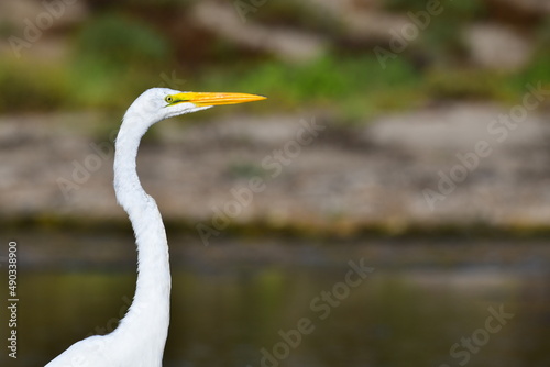 great egret