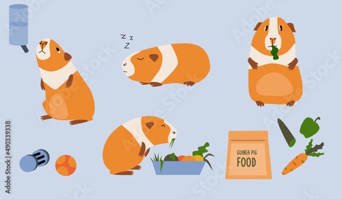 Cute guinea pigs that eat sleep drink and make friends. Food and toys for or the domestic cavy.  photo