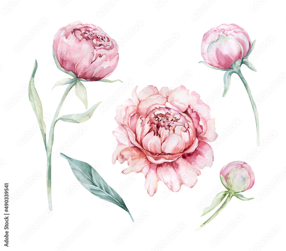 Watercolor peony set. Vintage floral elements with peony flowers and