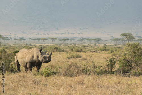 Black Rhino Beneath the Great Rift Valley Escarpment in Maasai Mara photo