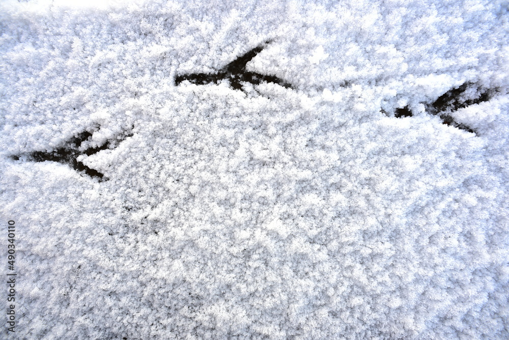 Snow Snow