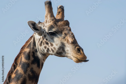 Maasai Giraffe Portrait