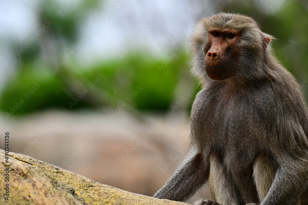 Baboon Baboon