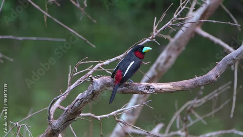 Looking straight to the camera and then hops around showing its back and then faces to the right, Black-and-red Broadbill, Cymbirhynchus macrorhynchos, Kaeng Krachan National Park, Thailand. photo