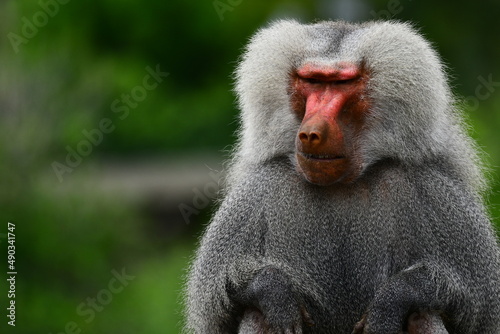 Tapety artystyczne Baboon