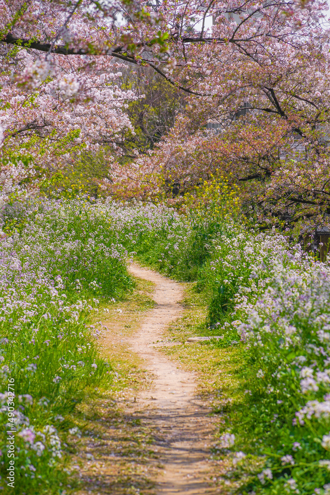 Fototapeta premium 多摩川河川敷の桜並木