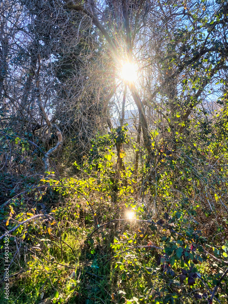 Obraz premium sun shining through trees