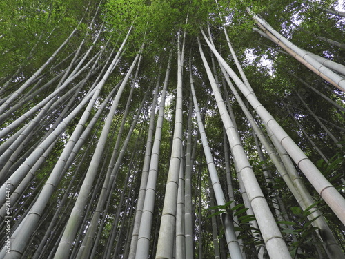 Une foret de bambou a Kyoto