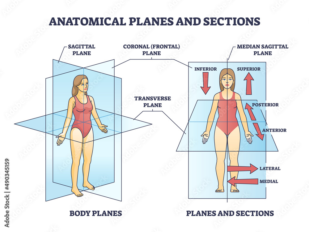 Anatomical Planes Or Sections For Human Medical Body Division Outline