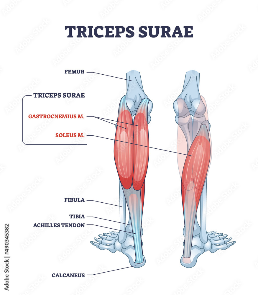 Triceps surae with gastrocnemius and soleus leg muscles outline diagram.  Labeled educational scheme with detailed human foot skeletal system and  calcaneus, tibia or achilles tendod vector illustration Stock Vector |  Adobe Stock