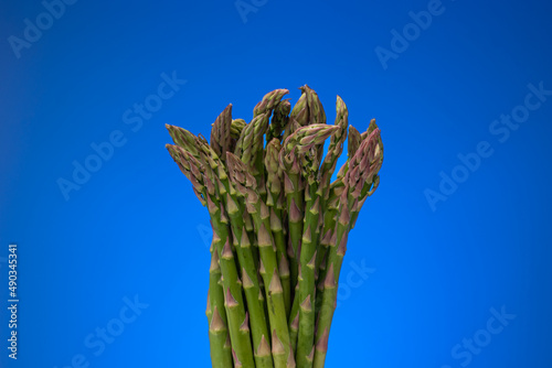 Fresh raw uncooked bunch of Asparagus. Close up studio shot, isolated on blue background