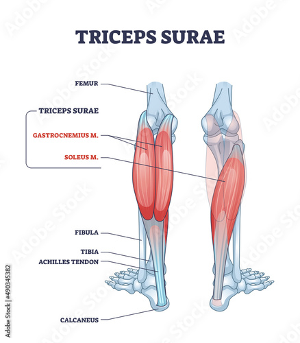 Triceps surae with gastrocnemius and soleus leg muscles outline diagram. Labeled educational scheme with detailed human foot skeletal system and calcaneus, tibia or achilles tendod vector illustration photo