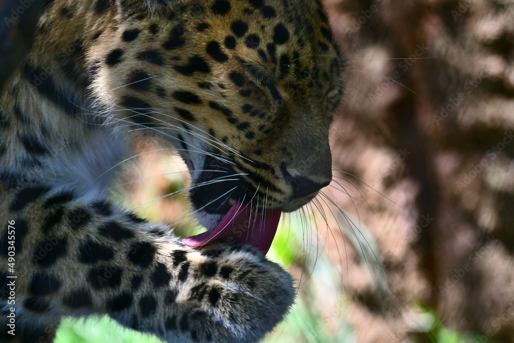Fototapeta premium leopard 