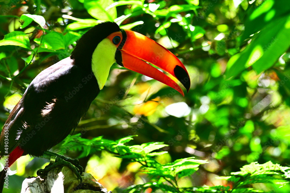 Obraz premium Toucan