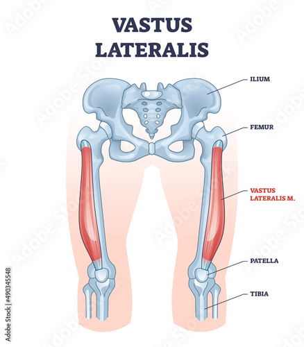 Vastus lateralis muscle location and hip or leg skeletal bone outline diagram. Labeled educational human hip scheme with anatomical ilium, femur, patella and tibia body parts vector illustration. photo
