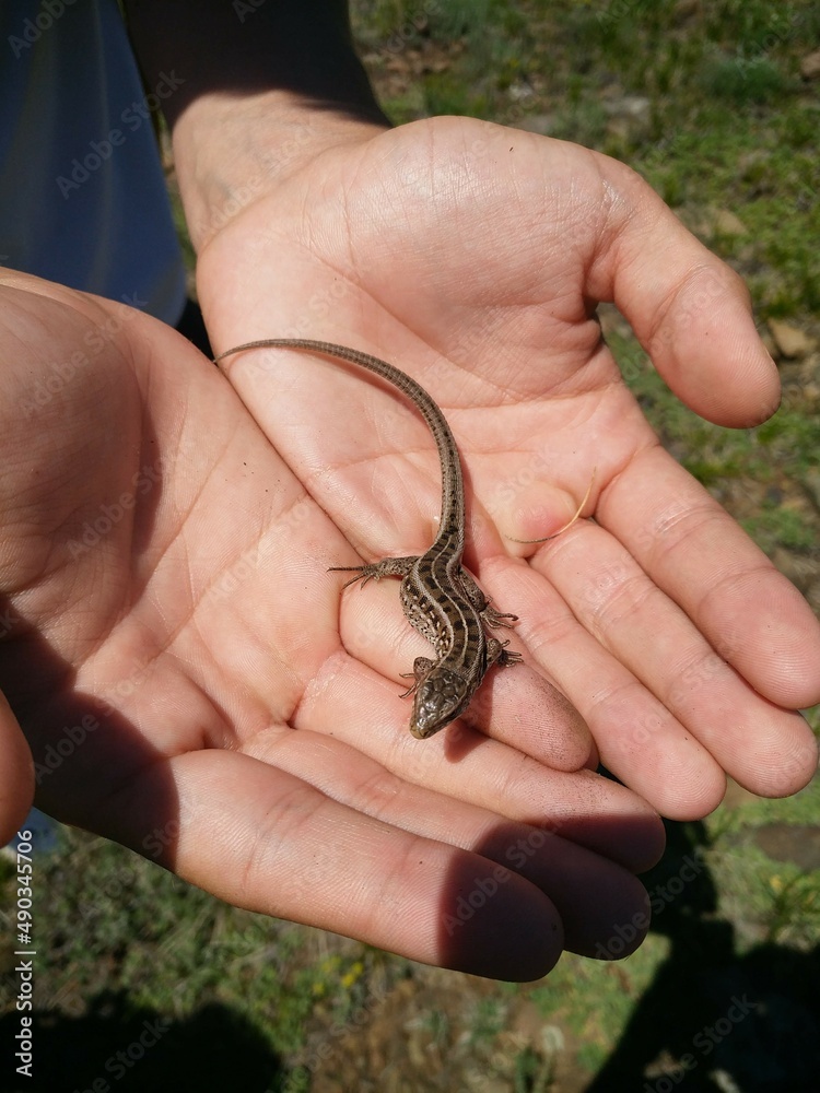 hand holding a lizard