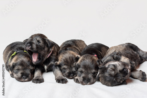 Five sleeping newborn miniature schnauzer puppies on a white background. Little 12 days old blind puppies lying next to each other on a white sheet.